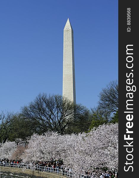 Cherry Blossom In Washington