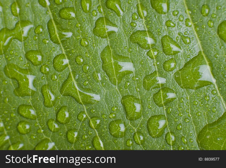 Texture leaf with water drops