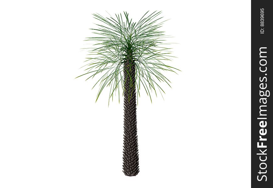 3d render of palm. Isolated on white background. 3d render of palm. Isolated on white background.