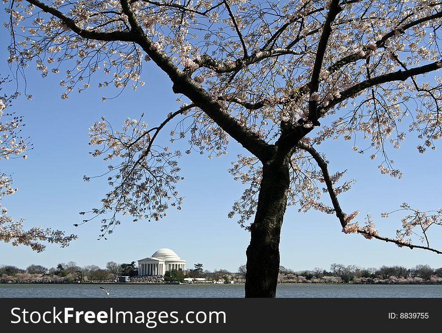 Cherry Blossom In Washington