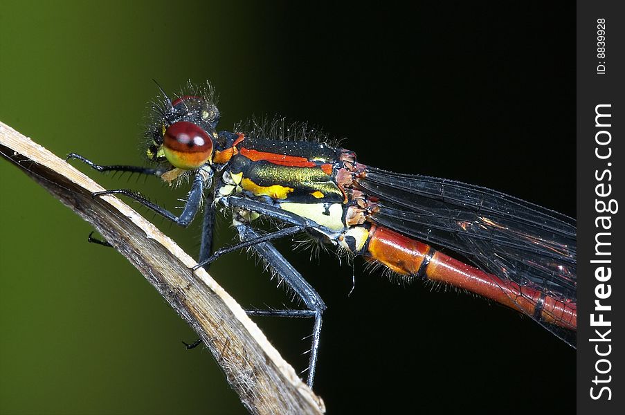 Adult red Damselfly having a sun bath.