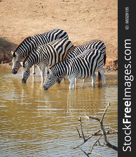 Zebras drinking in Serengeti wildlife reserve, Africa.