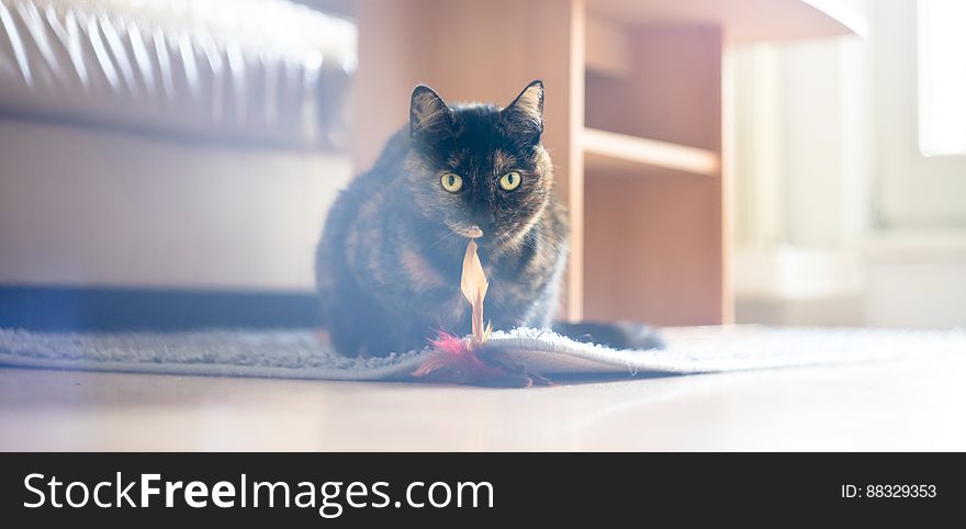 Portrait of domestic cat sitting on rug in sunny living room. Portrait of domestic cat sitting on rug in sunny living room.