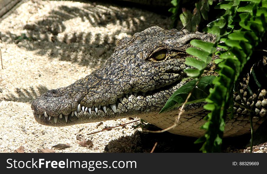 Profile portrait of alligator in bushes on sand in wildlife zoo. Profile portrait of alligator in bushes on sand in wildlife zoo.