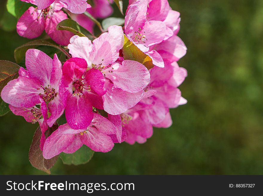 Flowering branch of Apple tree in spring orchard. Flowering branch of Apple tree in spring orchard