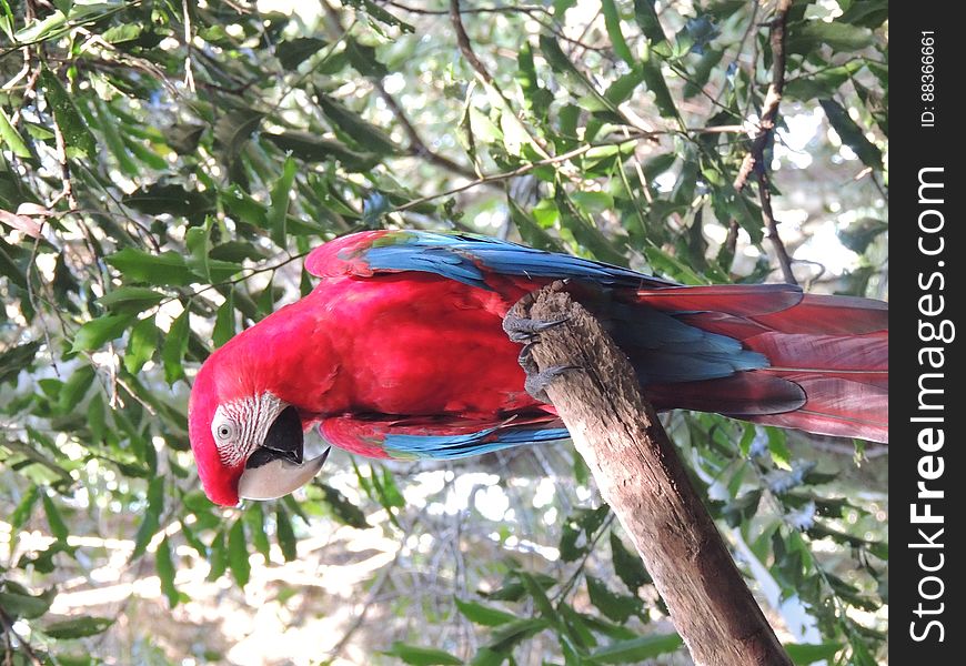 A Scarlet macaw in close-up