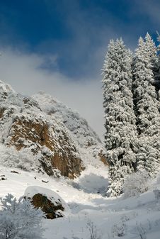 Pine Trees Covered With Snow Royalty Free Stock Image