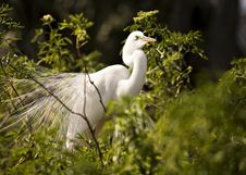 Great White Egret Stock Photo Great White Egret Stock Photo