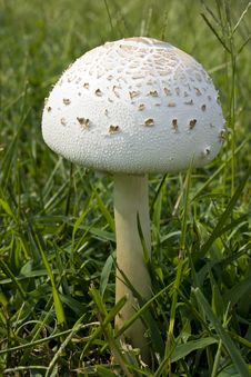 Tall Toadstool Stock Images