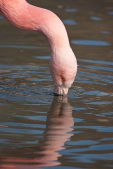 Cuban Flamingo Stock Photography