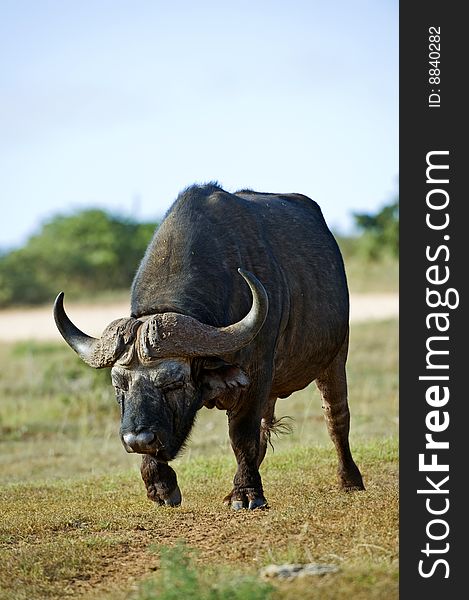 An old Buffalo Bull approaches the waterhole to drink. An old Buffalo Bull approaches the waterhole to drink