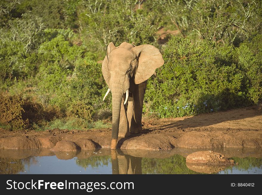 A lone Elephant enjoys a drink in early morning light. A lone Elephant enjoys a drink in early morning light