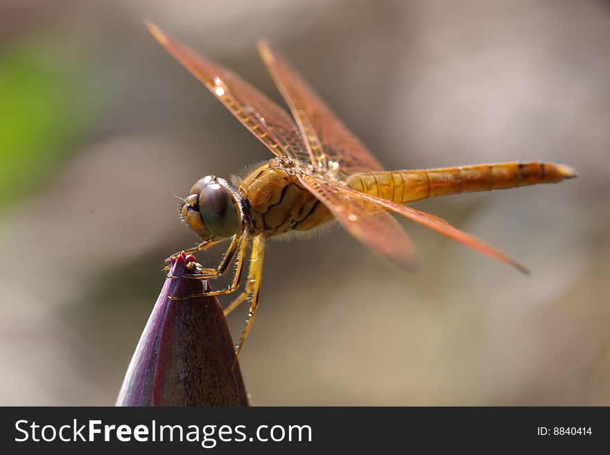 This is only a dragonfly