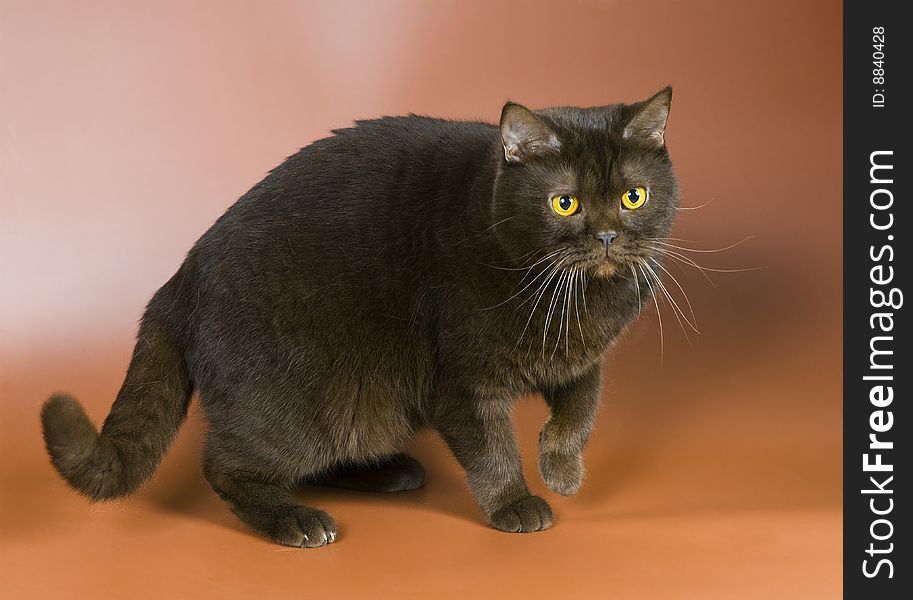 Cat in studio on a neutral background