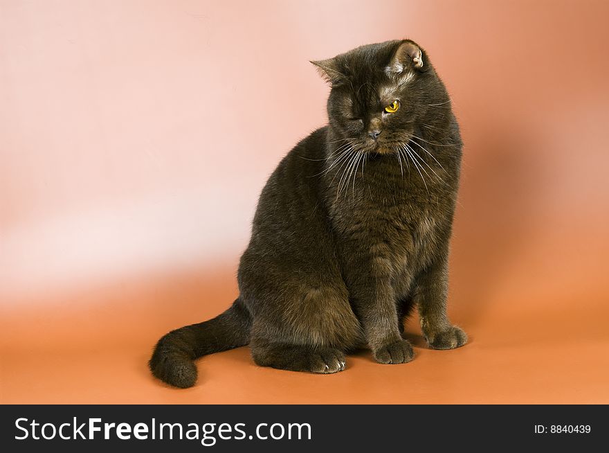 Cat in studio on a neutral background