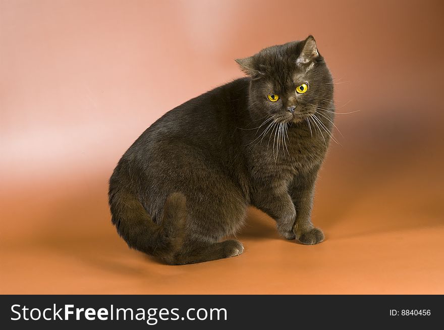 Cat in studio on a neutral background