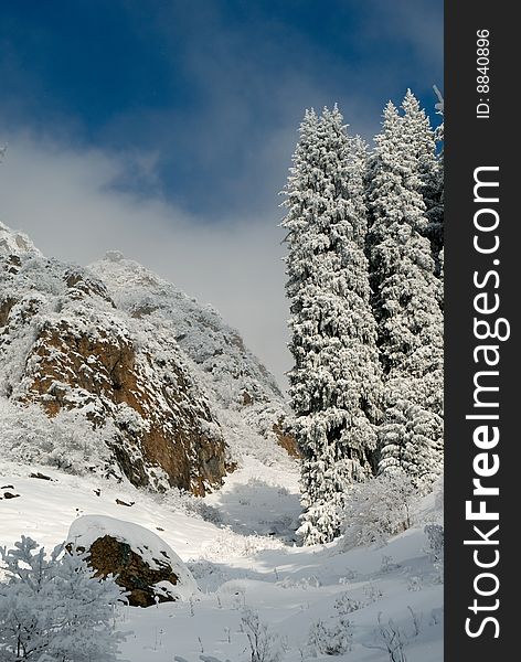 Pine trees covered with snow