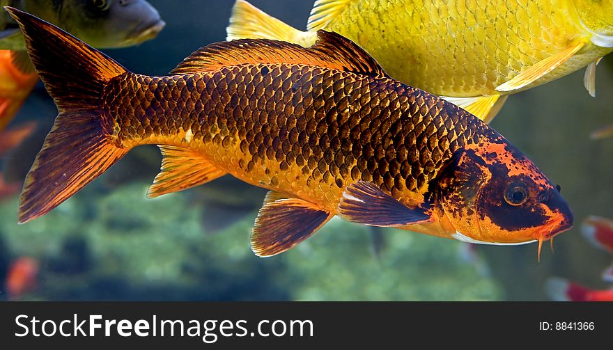 Goldfish. Latin name - Carassius auratus. Goldfish. Latin name - Carassius auratus