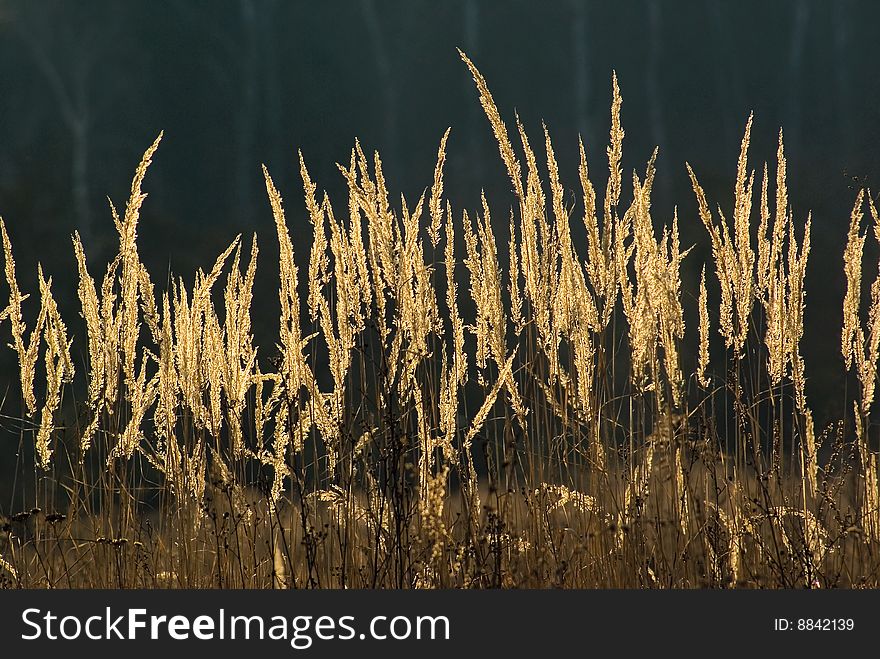 Natural grass lit by sun in black forest background. Nature abstract. Natural grass lit by sun in black forest background. Nature abstract.