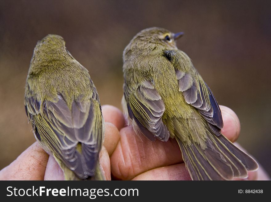 Two chiffchaff birds standing on a man's hand. Two chiffchaff birds standing on a man's hand