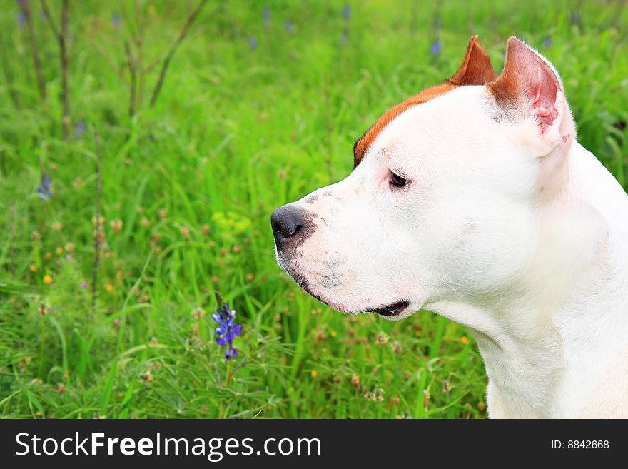 American Staffordshire terrier on the green background