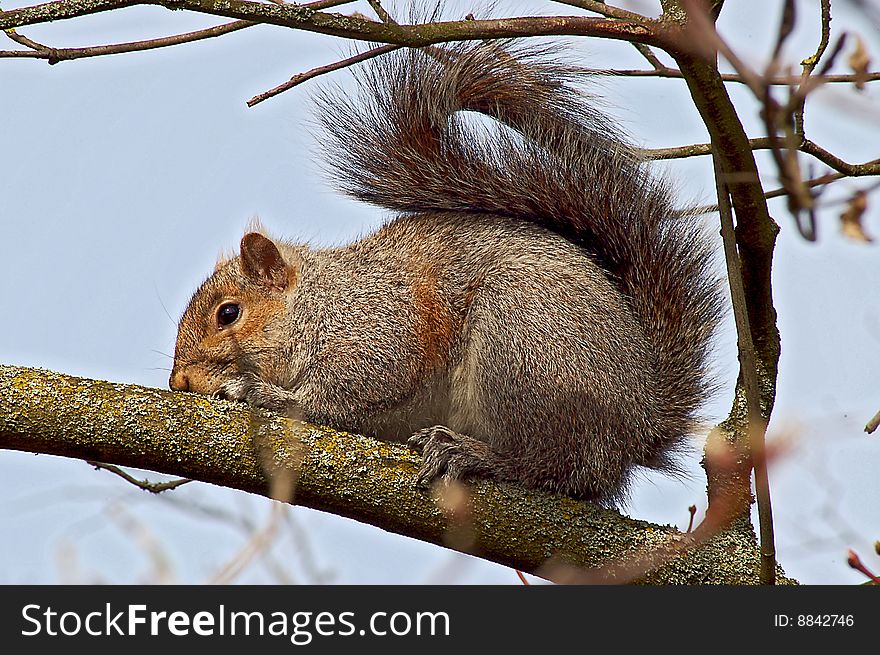 Gray squirrel sitting on a warm branch on a sunny spring day