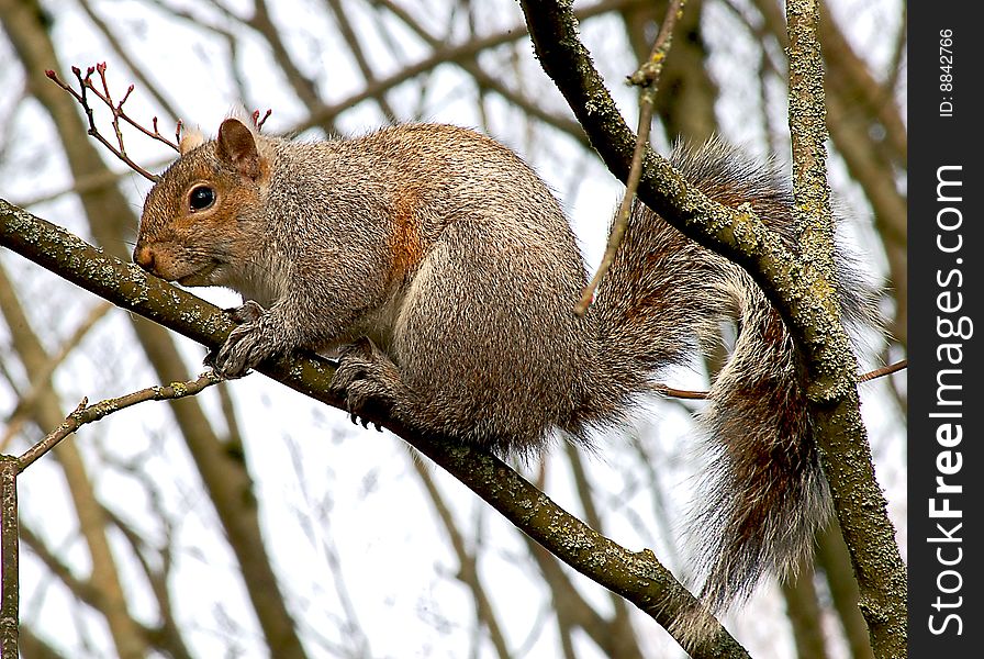 Gray squirrel sitting on a warm branch on a sunny spring day