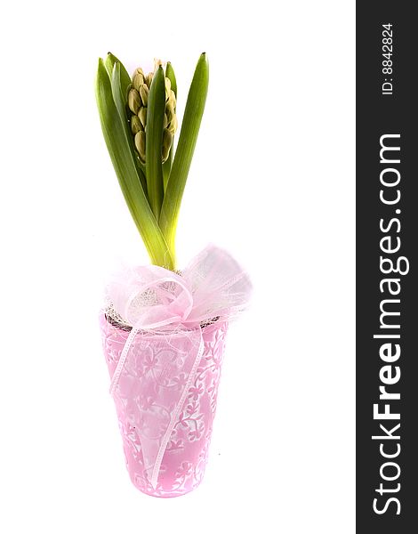 Spring flower pink hyacinth on white background. Spring flower pink hyacinth on white background