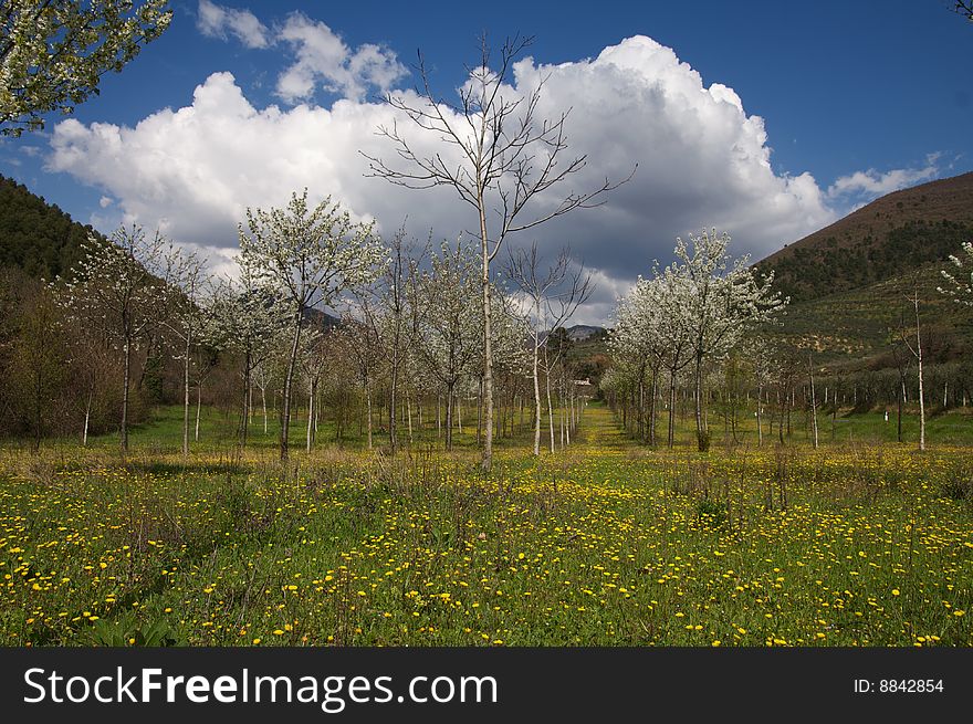 Yellow flowers and trees on a blue sky with clouds. Yellow flowers and trees on a blue sky with clouds