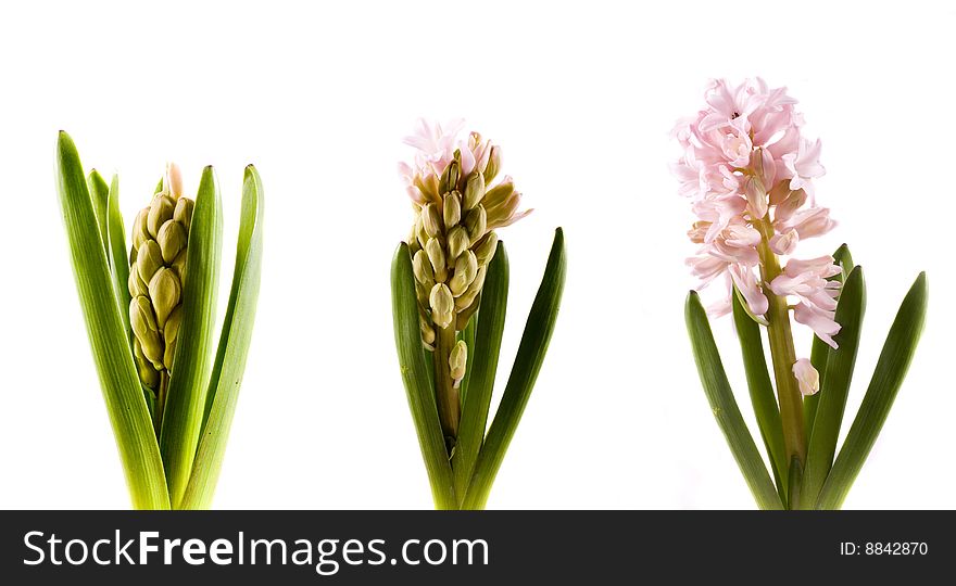 Spring flower pink hyacinth on white background. Spring flower pink hyacinth on white background