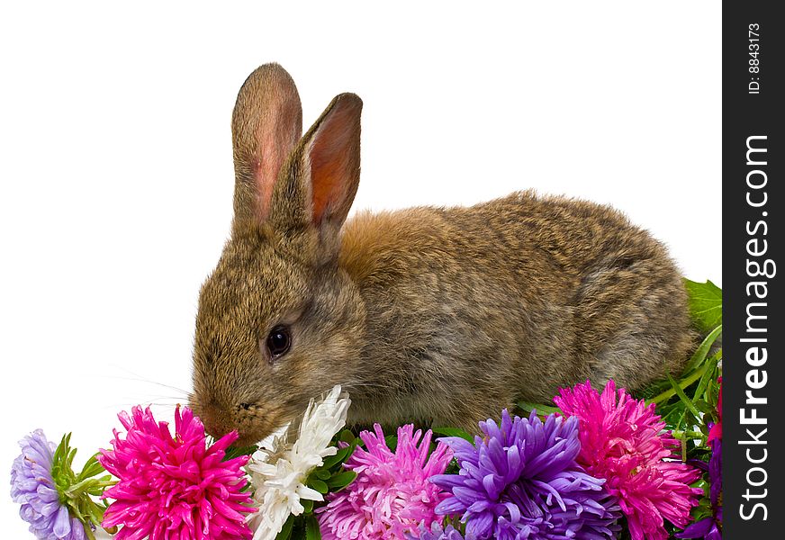 Bunny and aster flowers