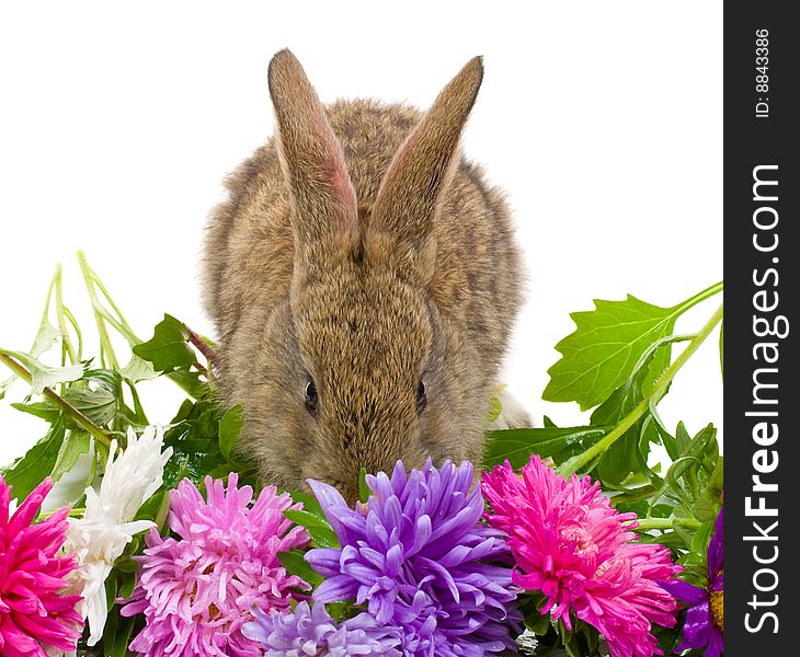 Close-up small bunny and aster flowers, isolated on white