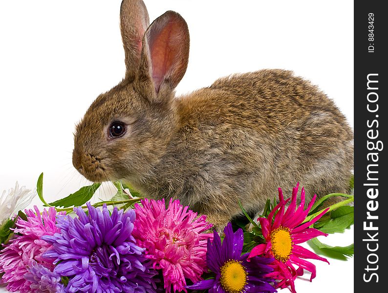 Close-up small bunny and flowers