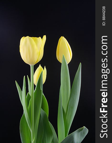 Beautiful yellow tulips on a plain black background. Beautiful yellow tulips on a plain black background