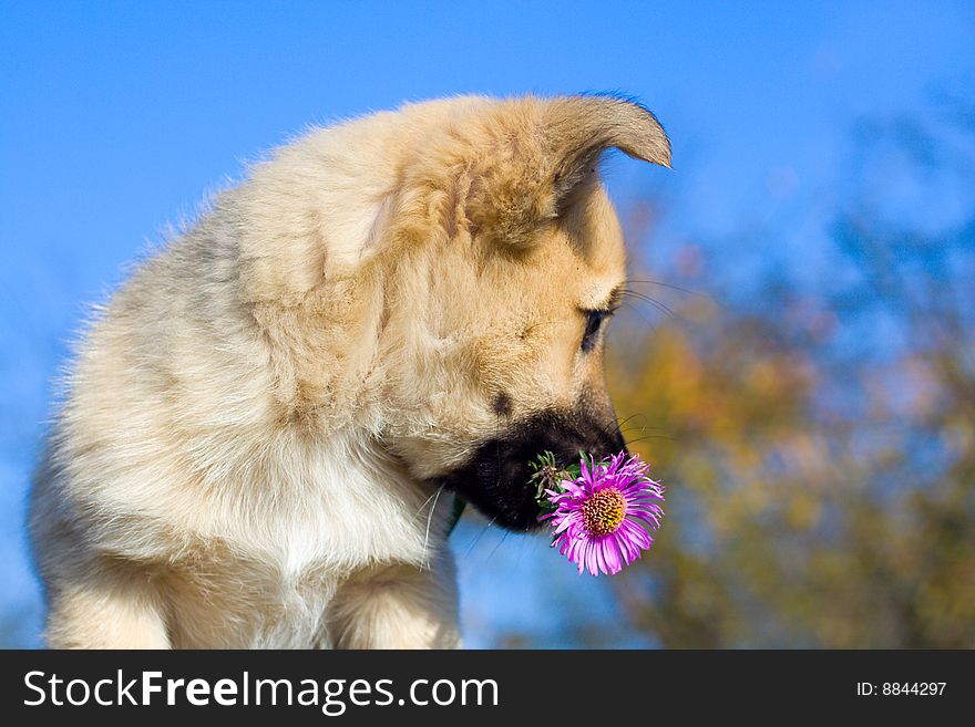 Puppy dog hold flower in mouth