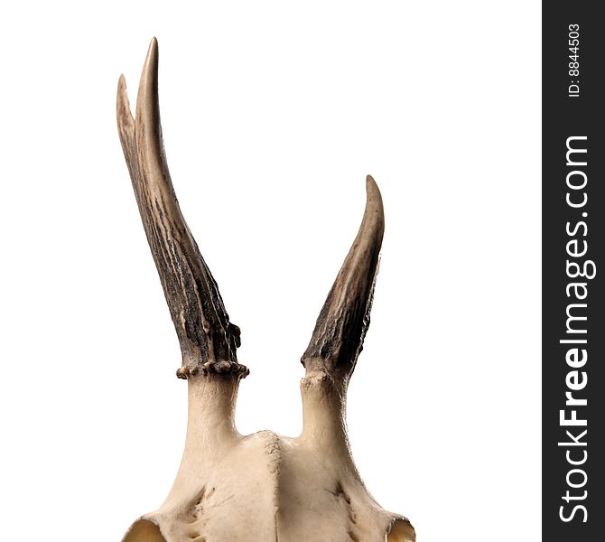 Skeleton head with antlers isolated on white background