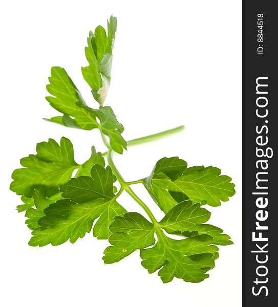 Sprig of parsley, isolated on white