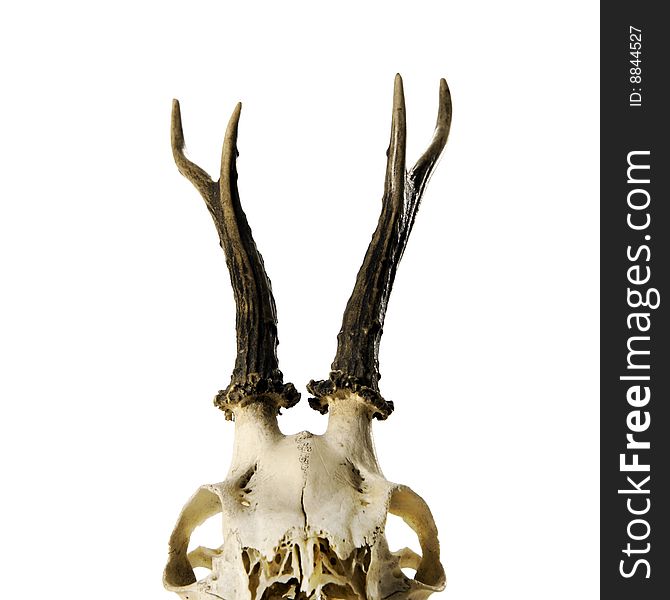Skeleton head with antlers isolated on white background