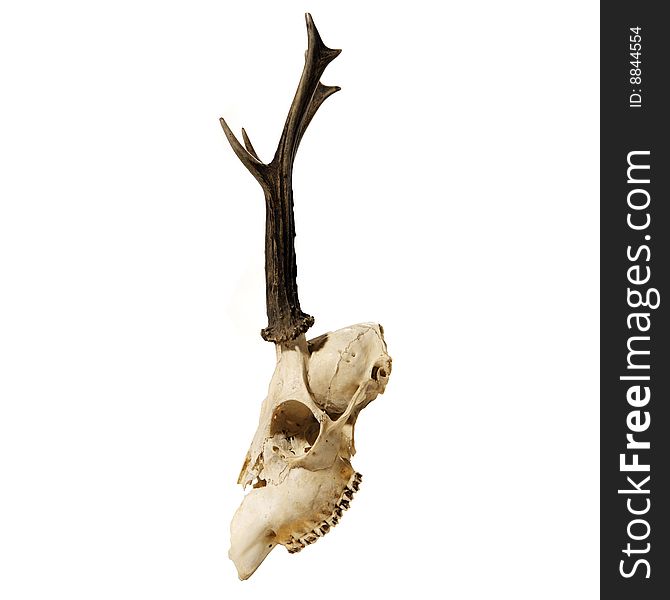 Skeleton head with antlers isolated on white background