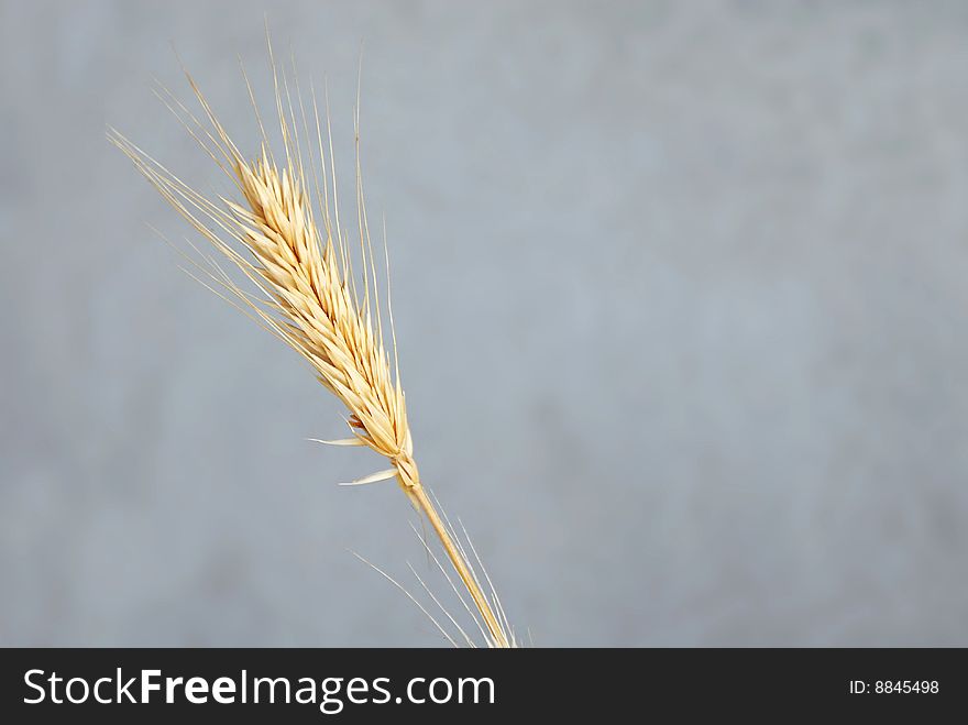 One yellow dry wheat ear isolated over gray background