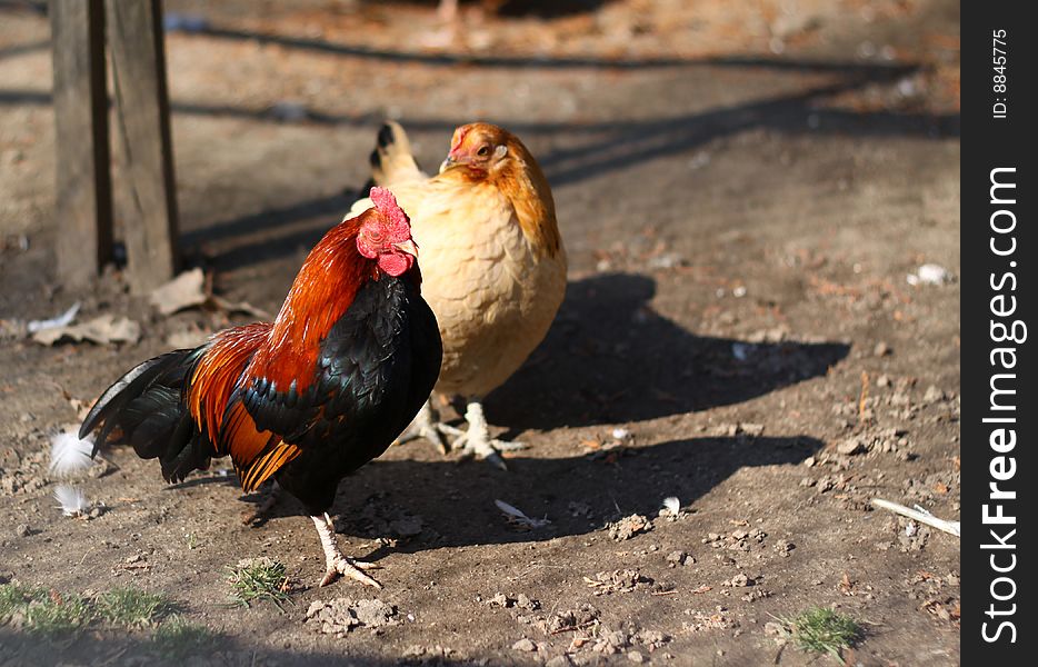 A rooster and a hen at a chicken farm