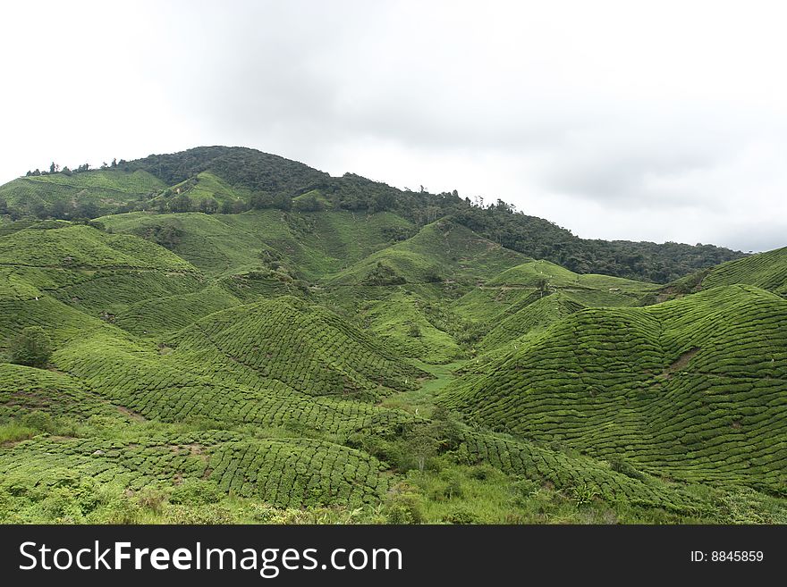 Tea Estate in Cameron Highland