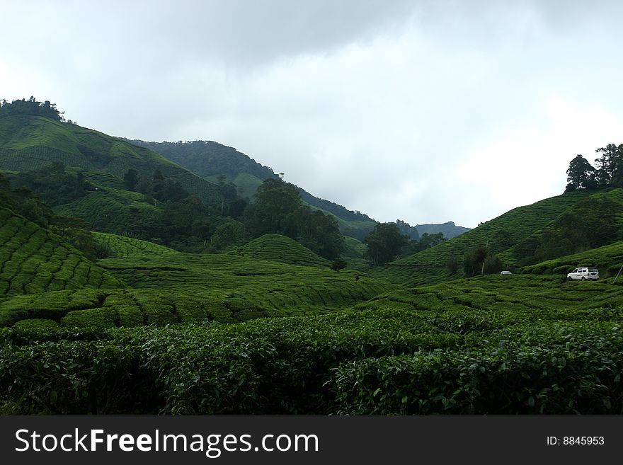 Tea Estate in Cameron Highland