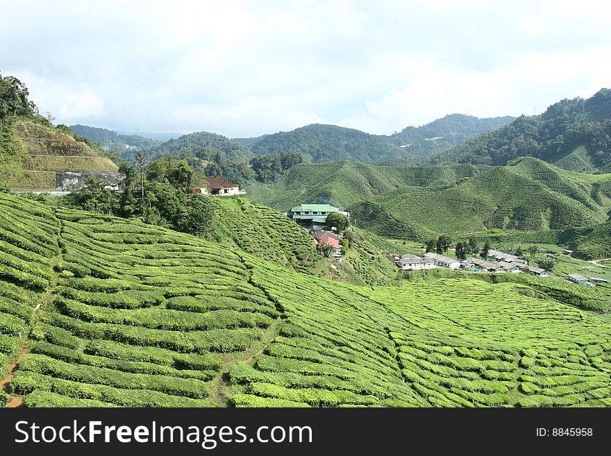 Tea Estate in Cameron Highland