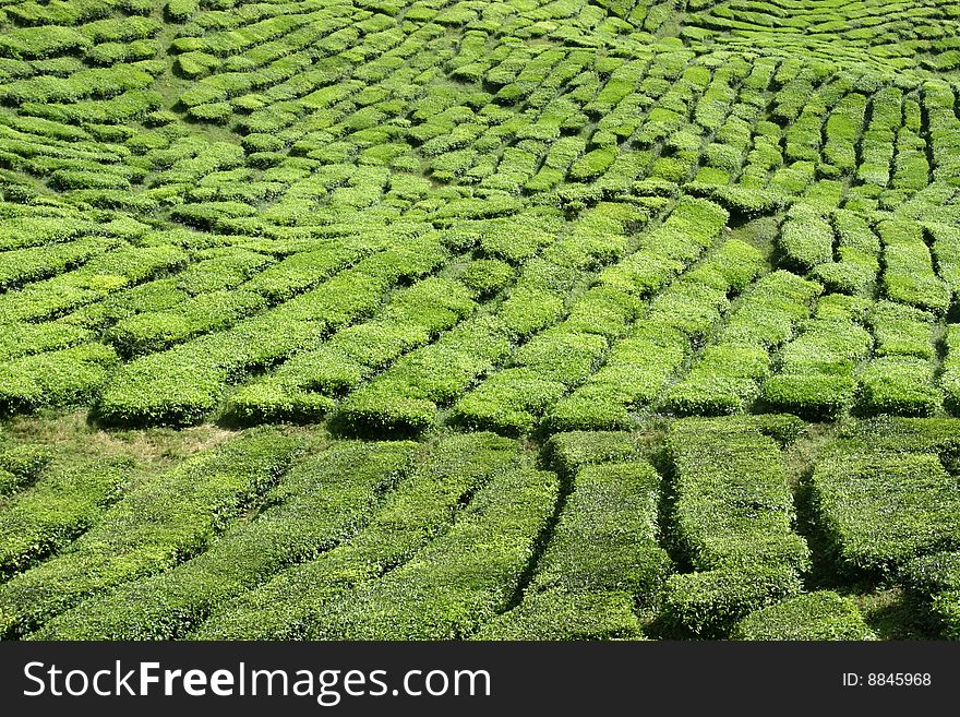 Tea Estate in Cameron Highland