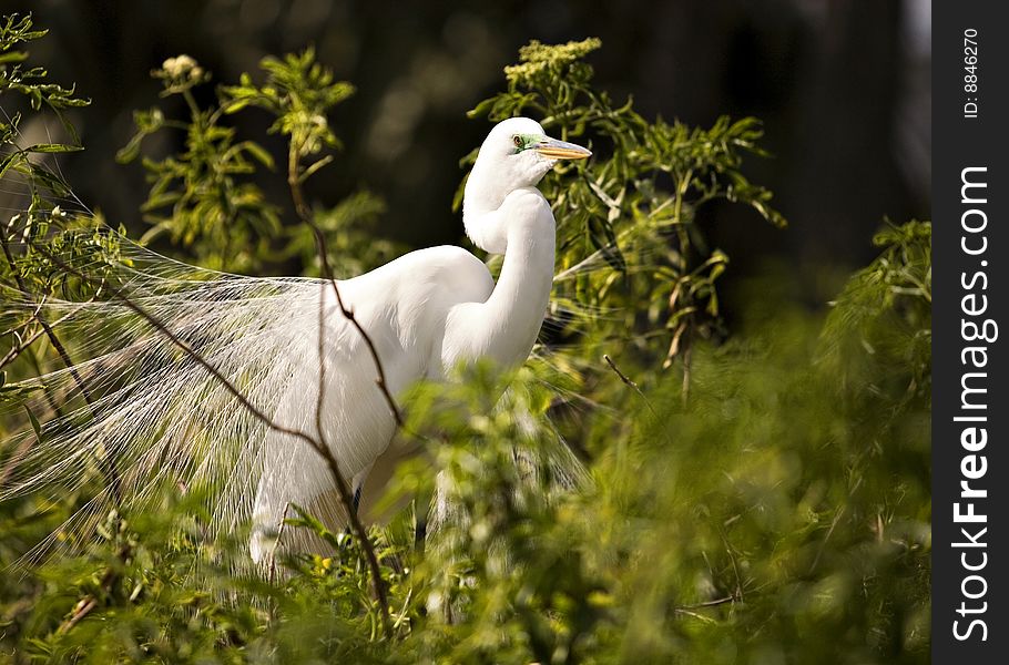 Portrait of a great white egret in lacy mating plumage.