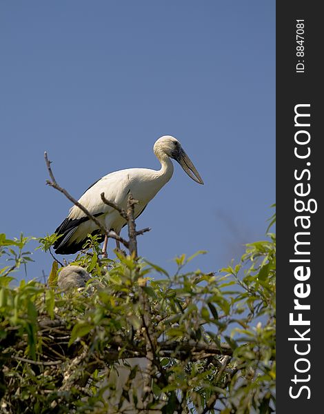 Open bill stork standing in it's nest