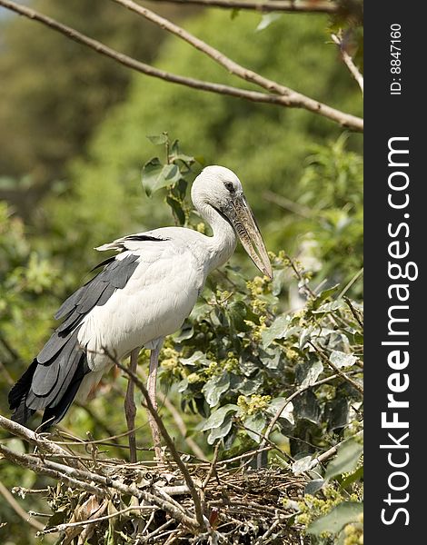 Open bill stork standing in it's nest