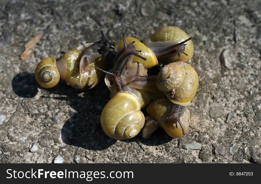 Funny group of small snails with yellow snail shells. Funny group of small snails with yellow snail shells