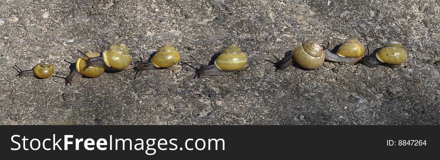 Funny group of small snails with yellow snail shells. Funny group of small snails with yellow snail shells